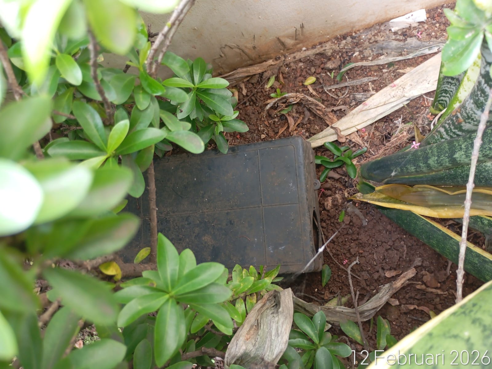 Rat box outdoor hama tikus untuk area luar bangunan